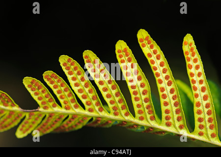 Sori on leaf underside of Common Polypody fern, Polypodium vulgare Stock Photo