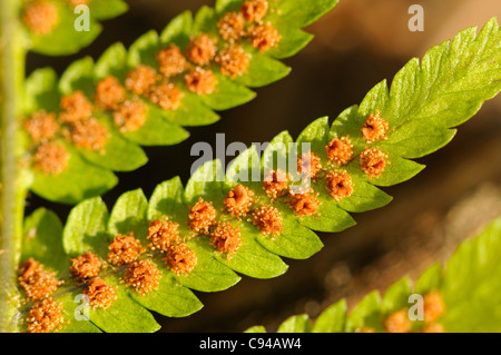 Sori on leaf underside of Common Male Fern, Dryopteris filix-mas Stock Photo
