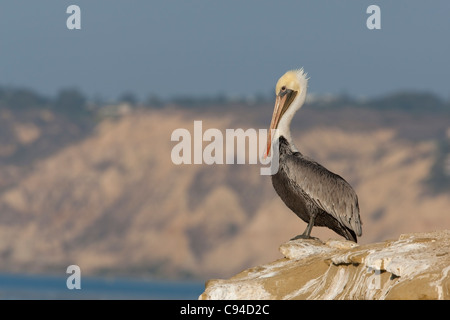 Brown Pelican (Pelecanus occidentalis californicus), California subspecies, adult in winter plumage Stock Photo