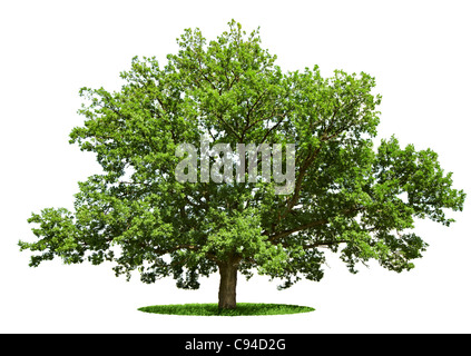 The big tree - oak is isolated on a white background Stock Photo