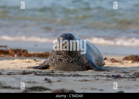 Harbor Seal (Phoca vitulina richardsi), coming out of the surf to rest on the beach in La Jolla Cove in La Jolla, California. Stock Photo