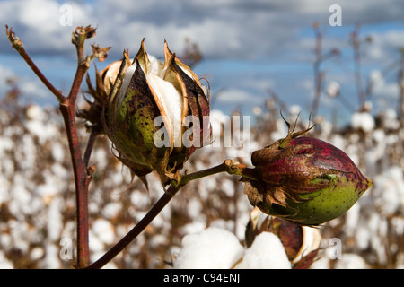 Close up of two cotton bolls growing on the stem in a field of cotton plants that is close to harvest time. Stock Photo
