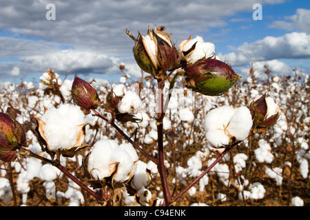 Cotton bolls field ready for harvest. Stock Photo