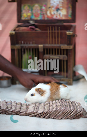 Hamster hot sale in tamil