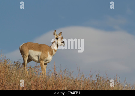 Pronghorn (Antilocapra americana), Custer State Park Stock Photo