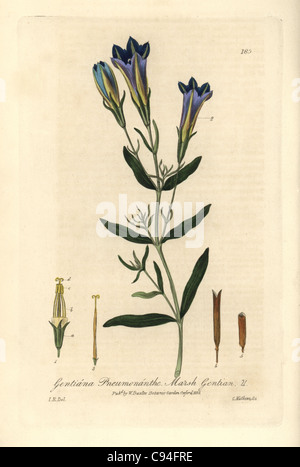 Marsh gentian, Gentiana pneumonanthe. Stock Photo