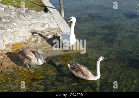 Adult White swan with young ( cygnus olor ), Chiemgau Upper Bavaria Germany