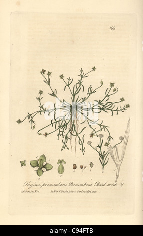 Procumbent or birdeye pearlwort, Sagina procumbens. Stock Photo