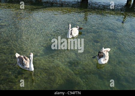 3 young white swans ( cygnus olor ), Chiemgau Upper Bavaria Germany