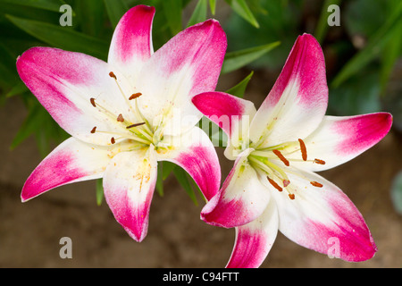 Beautiful pink hemerocallis flowers Stock Photo