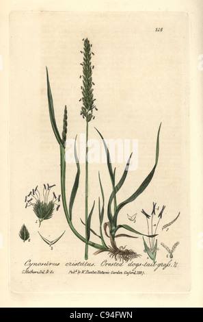 Crested dogs-tail grass, Cynosurus cristatus. Stock Photo