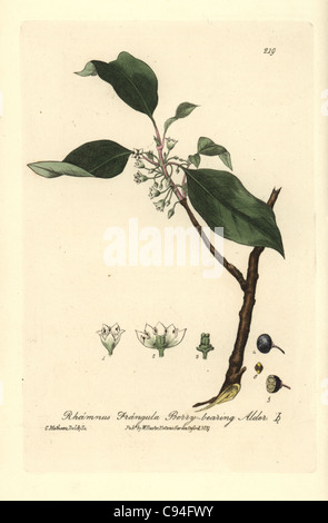 Berry-bearing alder or Alder buckthorn tree, Rhamnus frangula. Stock Photo
