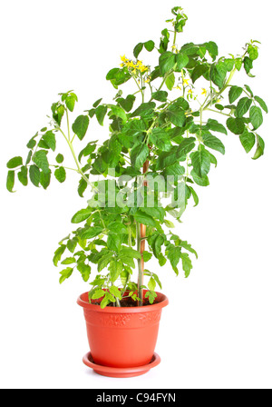 Tomato bush growing in a flower pot isolated on white Stock Photo