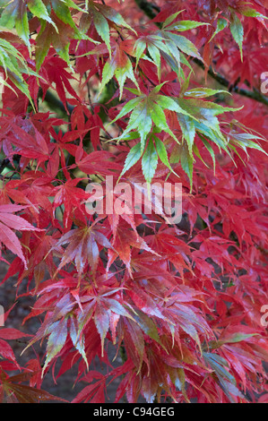 Japanese Maple: Acer palmatum ssp. matsumurae Stock Photo
