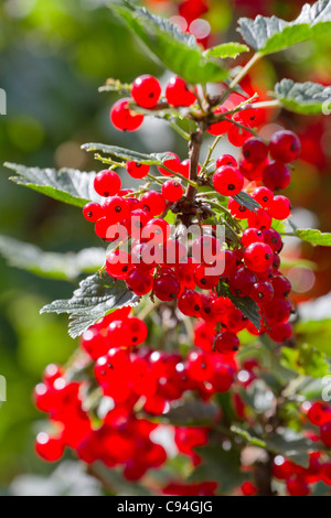 Red Currant berries on a bush closeup Stock Photo