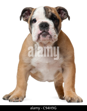 English Bulldog puppy, 11 weeks old, standing in front of white background Stock Photo