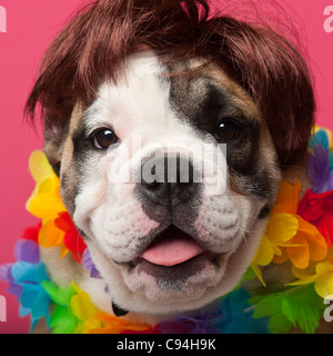 Close-up of English Bulldog puppy wearing a wig and colorful lei, 11 weeks old, in front of pink background