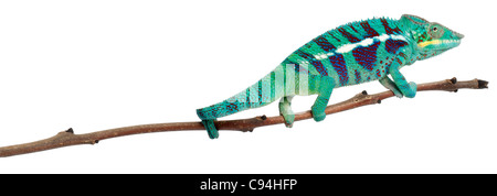 Panther Chameleon Nosy Be, Furcifer pardalis, in front of white background Stock Photo