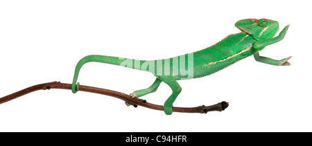 Young veiled chameleon, Chamaeleo calyptratus, in front of white background Stock Photo