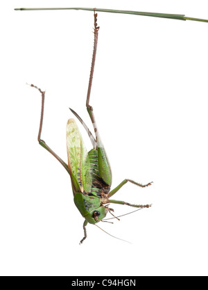 Female wart-biter, a bush-cricket, Decticus verrucivorus, in front of white background Stock Photo