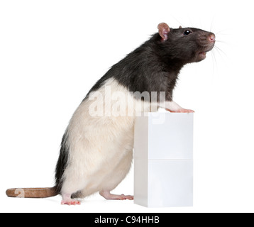 Fancy Rat, 1 year old, standing against box in front of white background Stock Photo