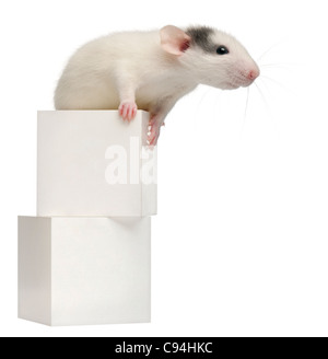 Common rat or sewer rat or wharf rat, Rattus norvegicus, 4 months old, on box, in front of white background Stock Photo