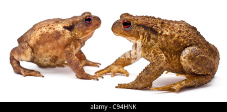 Two common toads or European toads, Bufo bufo, facing each other in front of white background Stock Photo
