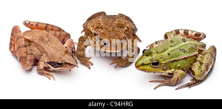 Common European frog next to a common toad and a Moor Frog, in front of white background Stock Photo
