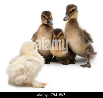 Three Mallards or wild ducks, Anas platyrhynchos, 3 weeks old, facing a chick in front of white background Stock Photo