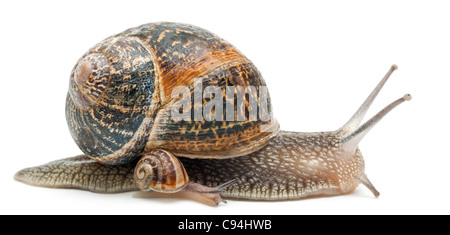 Garden snail with its baby in front of white background Stock Photo