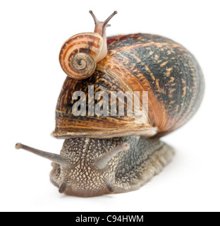 Garden snail with its baby on its shell in front of white background Stock Photo