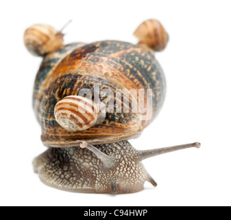 Garden snail with its babies on its shell in front of white background Stock Photo