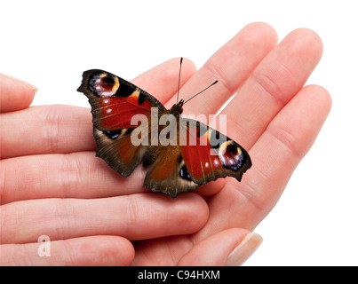 European Peacock moth, Inachis io, on a hand in front of white background Stock Photo