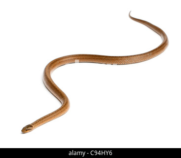 Smooth snake, Coronella austriaca, in front of white background Stock Photo