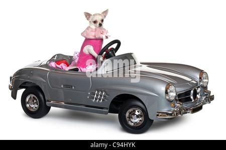 Chihuahua, 18 months old, driving a convertible in front of white background Stock Photo