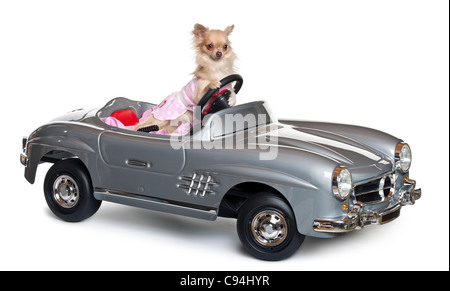 Chihuahua, 11 months old, driving a convertible in front of white background Stock Photo