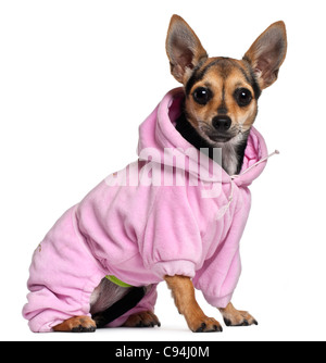 Chihuahua, 8 months old, wearing pink hoodie in front of white background Stock Photo