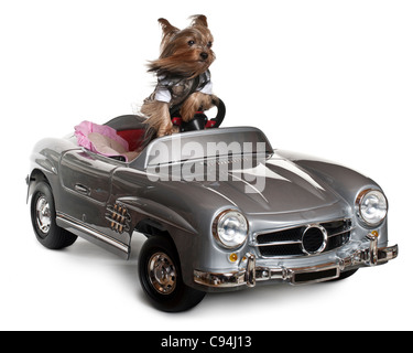 Yorkshire Terrier, 3 years old, driving convertible in front of white background Stock Photo