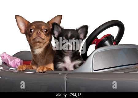 Chihuahuas, 7 and 3 months old, sitting in convertible in front of white background Stock Photo