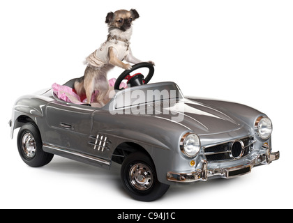 Chihuahua, 14 months old, driving convertible in front of white background Stock Photo