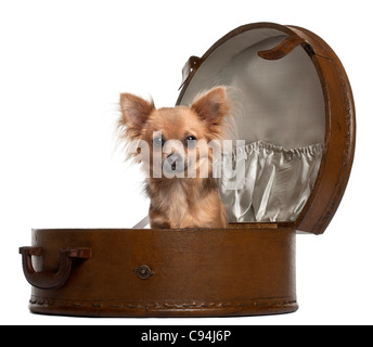 Chihuahua, 10 months old, sitting in round luggage in front of white background Stock Photo