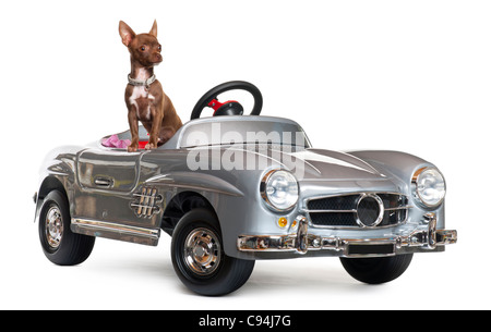 Chihuahua puppy, 4 months old, sitting in convertible in front of white background Stock Photo