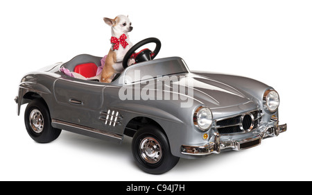 Chihuahua puppy, 6 months old, driving convertible in front of white background Stock Photo