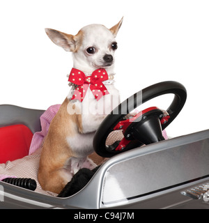 Close-up of Chihuahua puppy, 6 months old, driving convertible in front of white background Stock Photo