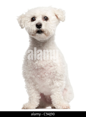 Bichon Frise, 3 years old, sitting in front of white background Stock Photo
