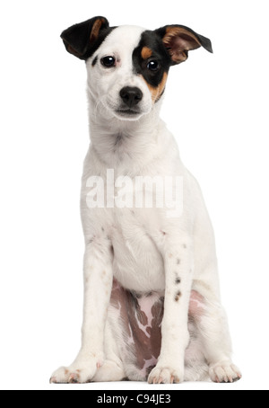 Jack Russell Terrier puppy, 5 months old, sitting in front of white background Stock Photo