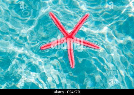 Red starfish floating on clean turquoise water in tropical beach Stock Photo
