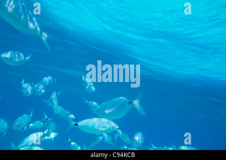 Saddled bream fish school underwater mediterranean in balearic islands Stock Photo