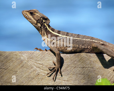 Common Basilisk lizard, Basiliscus basiliscus, on a board with water in background, Costa Rica, Central America Stock Photo
