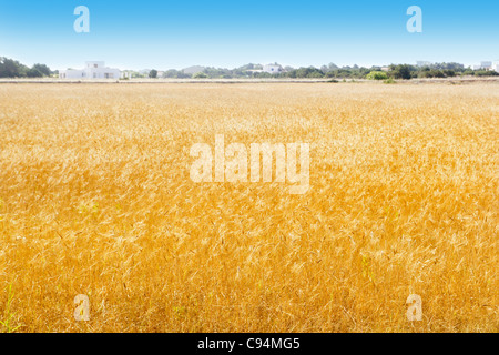 Formentera wheat fields in Balearic islands focus on foreground Stock Photo